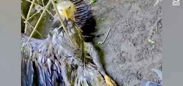 Have You Seen This? Injured eagle saved by man known for rescuing cats