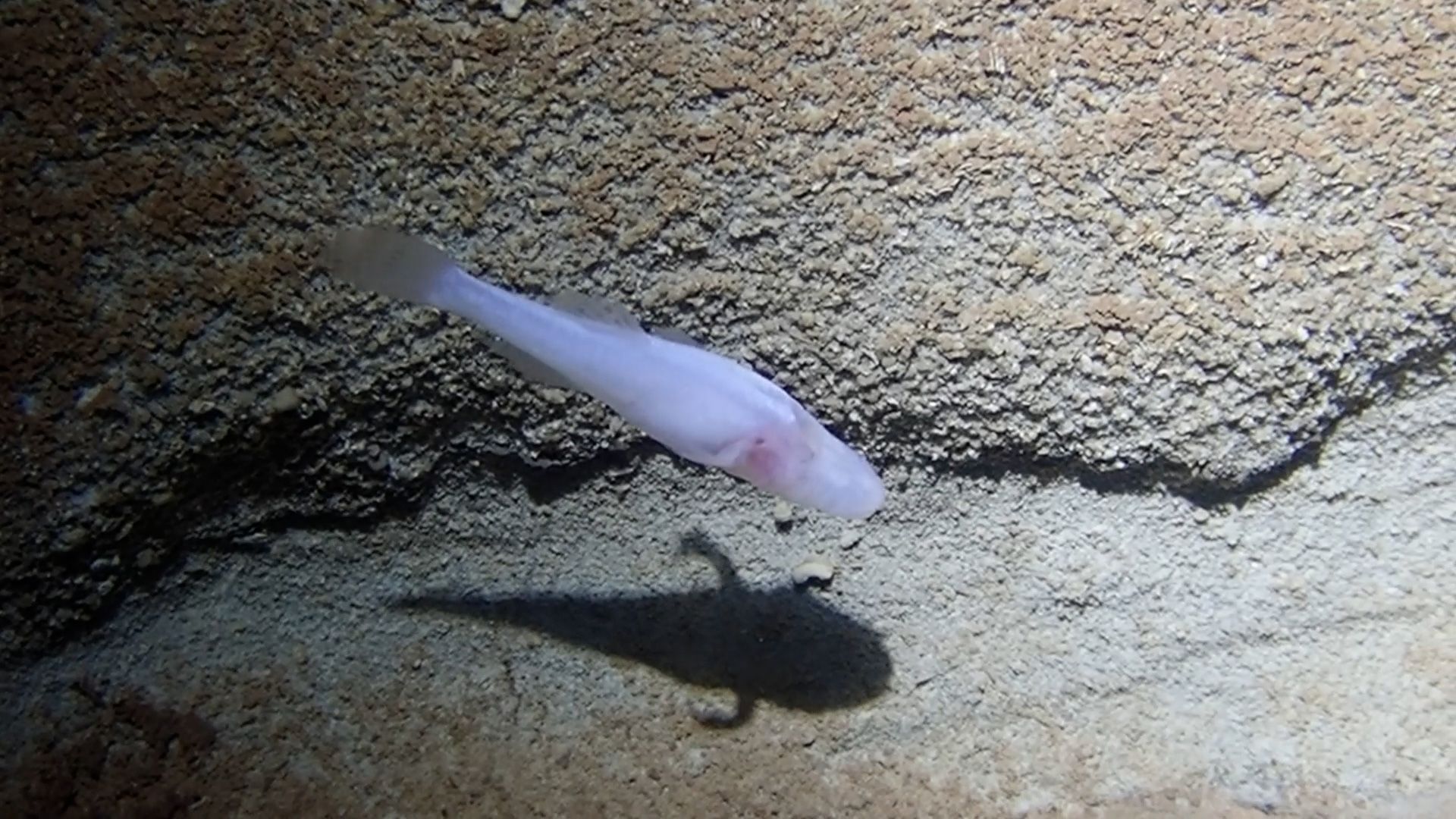 Scientists believe newly discovered demon cavefish may be among the rarest fish in the world
