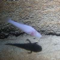 Scientists believe newly discovered demon cavefish may be among the rarest fish in the world
