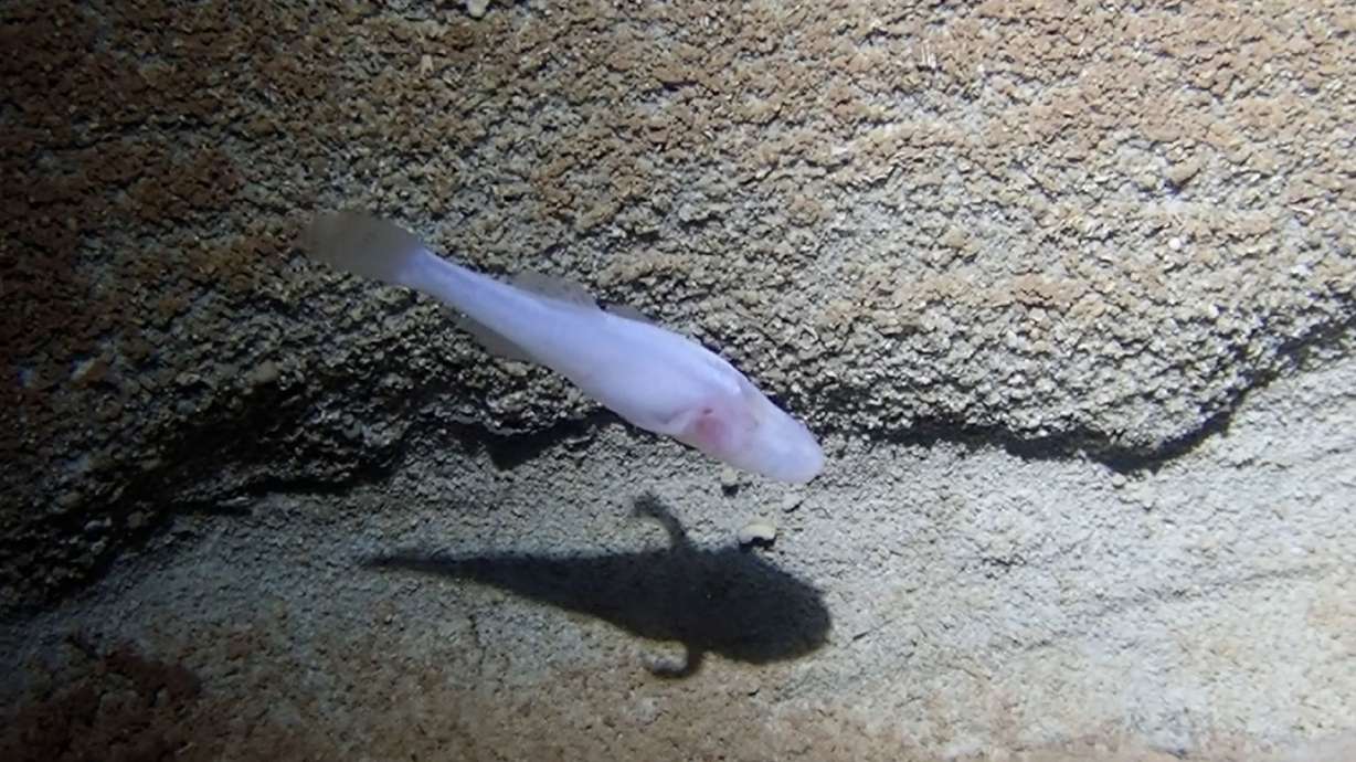 Bobcat Cave near Huntsville is home to the endangered Alabama cave shrimp, two species of cave crayfish and the southern cavefish.