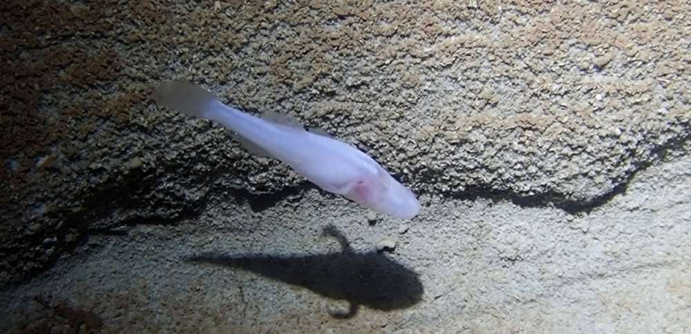 Scientists believe newly discovered demon cavefish may be among the rarest fish in the world