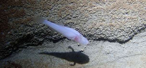 Scientists believe newly discovered demon cavefish may be among the rarest fish in the world