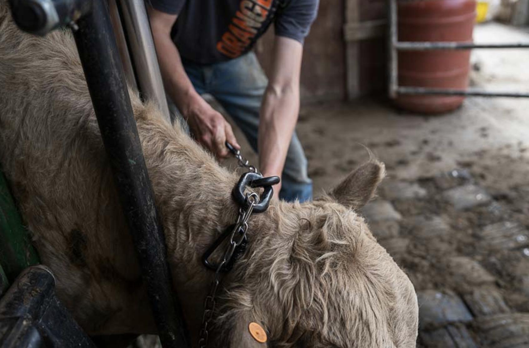 Idaho ranchers go high-tech with invisible fences for cattle