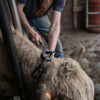 Idaho ranchers go high-tech with invisible fences for cattle