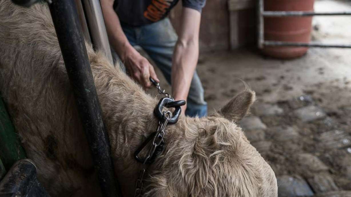 Virtual fencing collars are a high-tech management tool for ranchers that are growing in popularity.