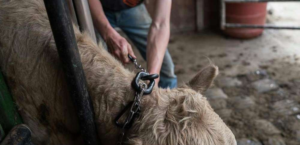 Idaho ranchers go high-tech with invisible fences for cattle