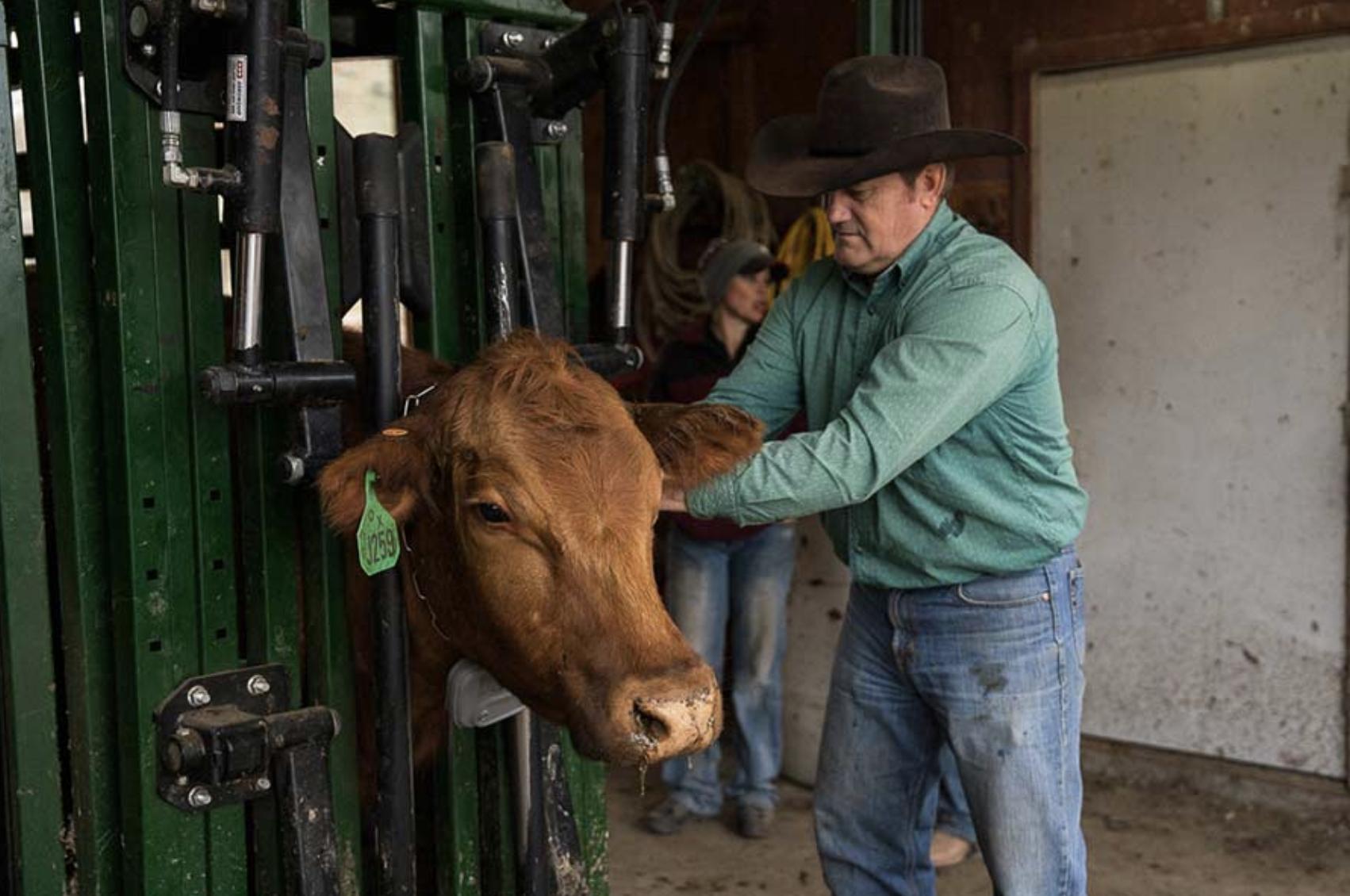 Idaho rancher installing a virtual fencing collar on one of his cows.
