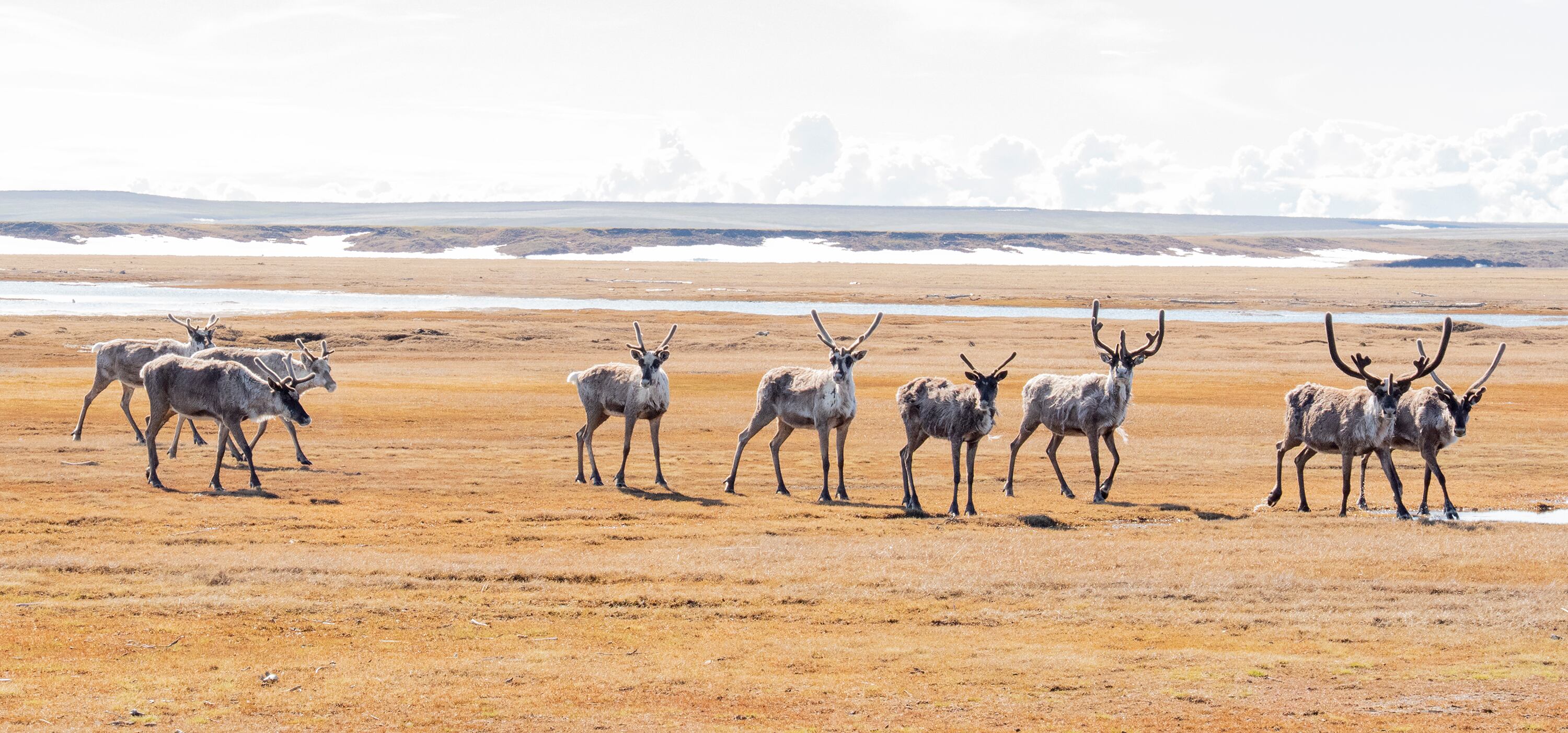 Inside America's last great wilderness as oil drilling appears on the horizon in the Arctic refuge