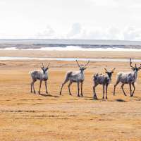 Inside America's last great wilderness as oil drilling appears on the horizon in the Arctic refuge