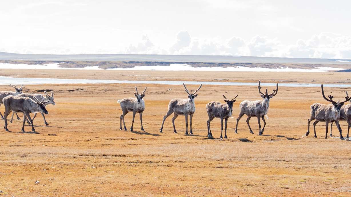 A small herd of caribou investigates a bush plane after it lands next to the Beaufort Sea on July 2. They've migrated from Canada's Yukon to give birth in the 1002 area of the Arctic National Wildlife Refuge, now open for oil and gas leases.