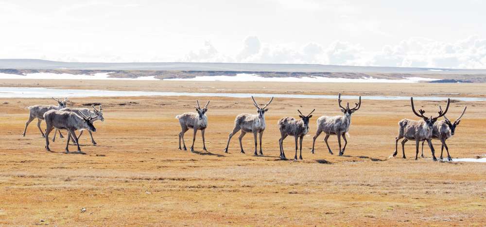 Inside America's last great wilderness as oil drilling appears on the horizon in the Arctic refuge