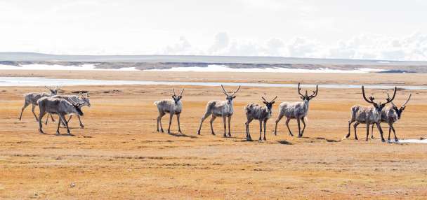 Inside America's last great wilderness as oil drilling appears on the horizon in the Arctic refuge