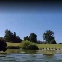 Racehorses get water workouts to protect joints, beat the heat at farm