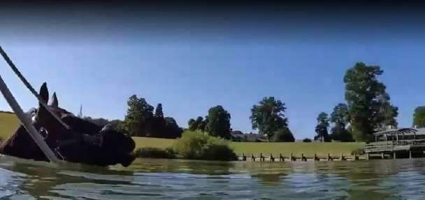 Racehorses get water workouts to protect joints, beat the heat at farm