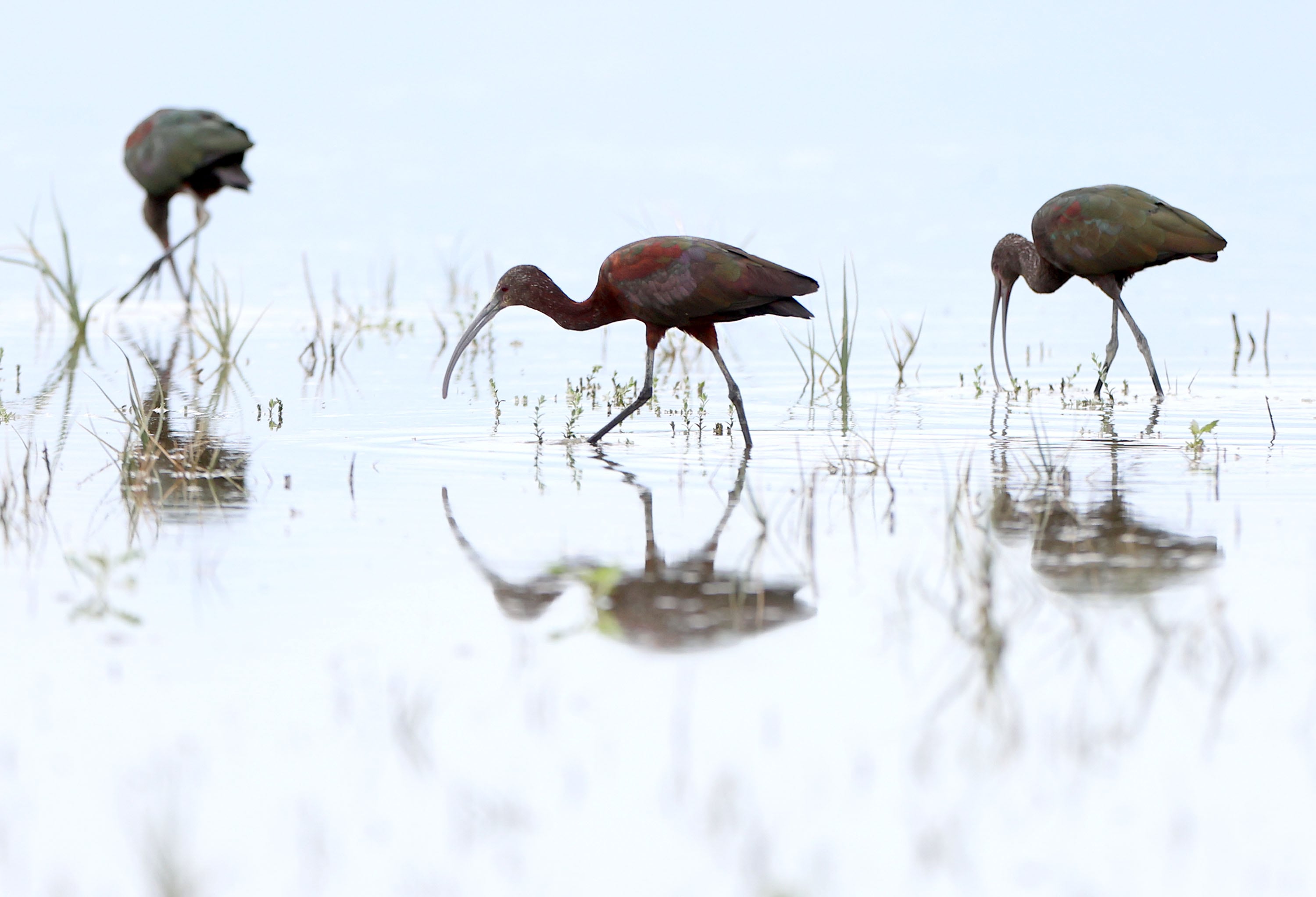 White-faced ibises are pictured at the southern end of the Great Salt Lake in Salt Lake City on July 15.