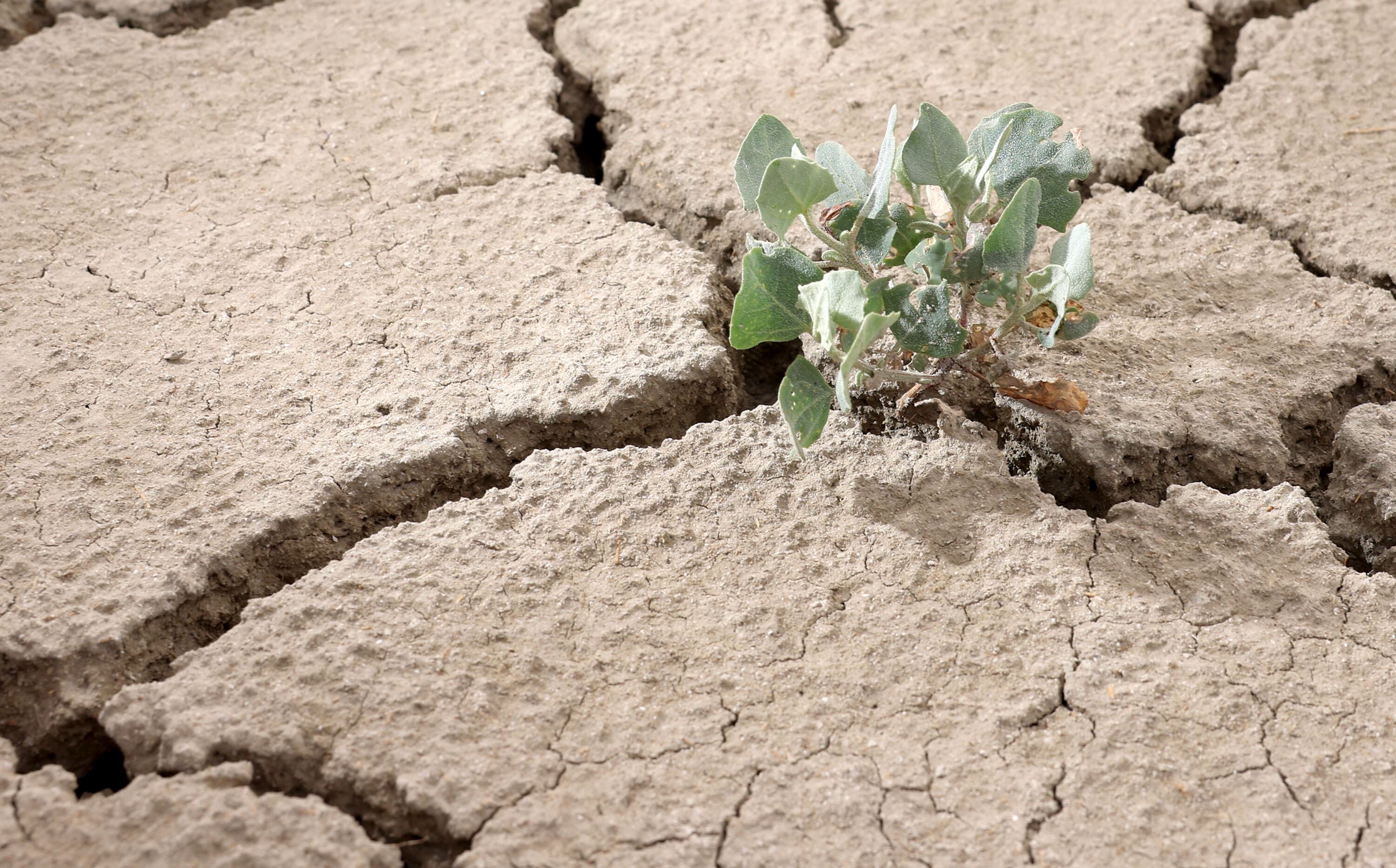 A plant pokes through a desiccation crack at the southern end of the Great Salt Lake in Salt Lake City on July 15.