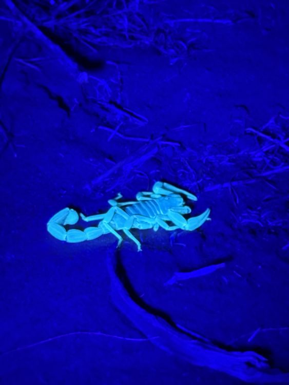 Scorpion Hunt