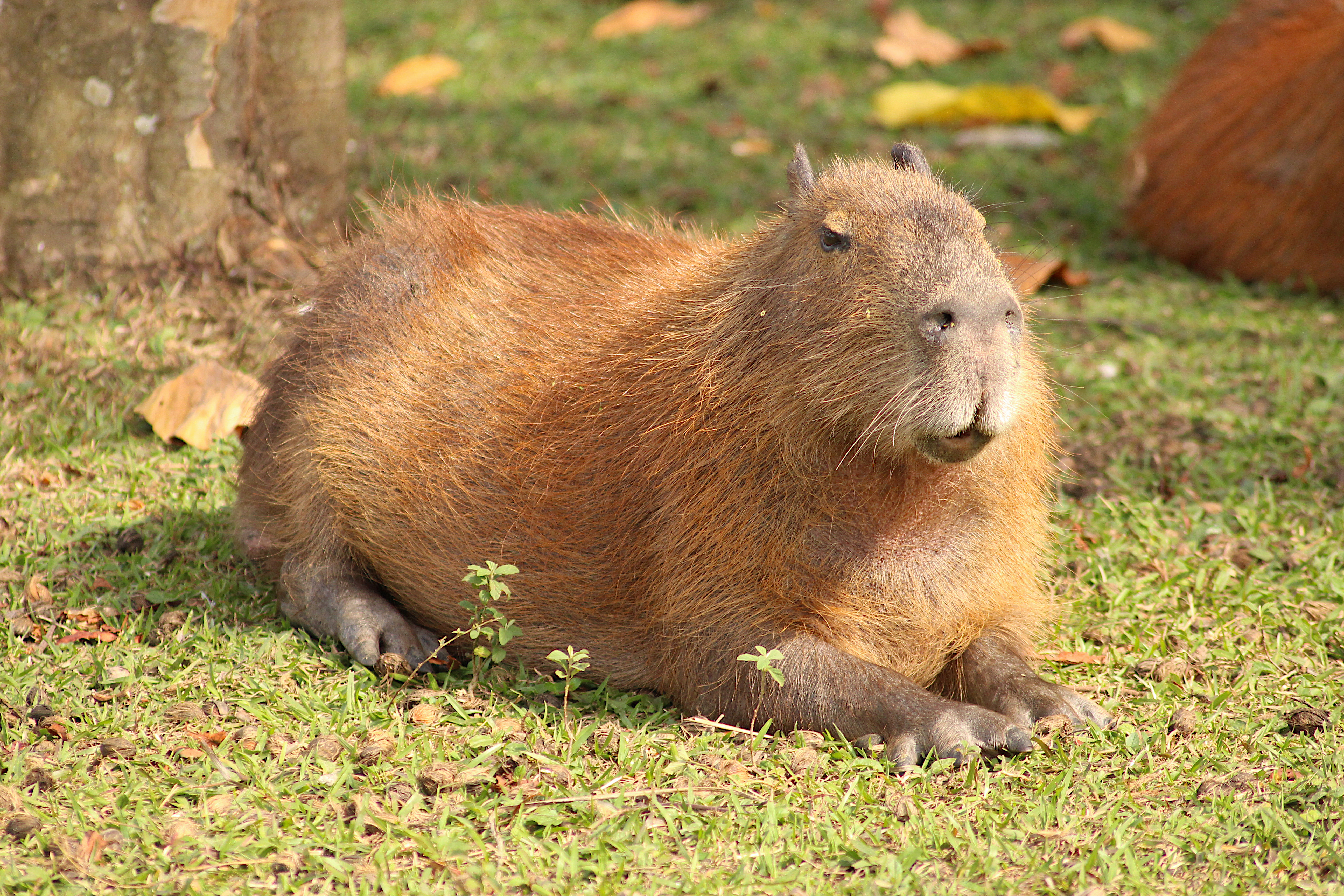 Capybaras keep their chill while crashing Brazilian legislature
