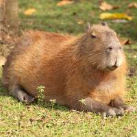 Capybaras keep their chill while crashing Brazilian legislature