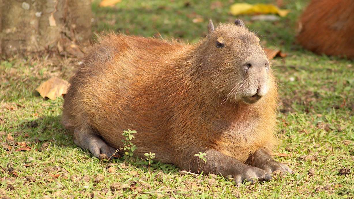 One Brazilian state legislature has increasingly found its voting sessions invaded by a group of unexpected visitors: capybaras.
