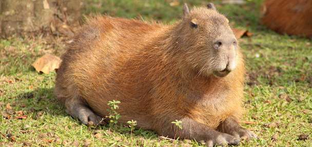 Capybaras keep their chill while crashing Brazilian legislature