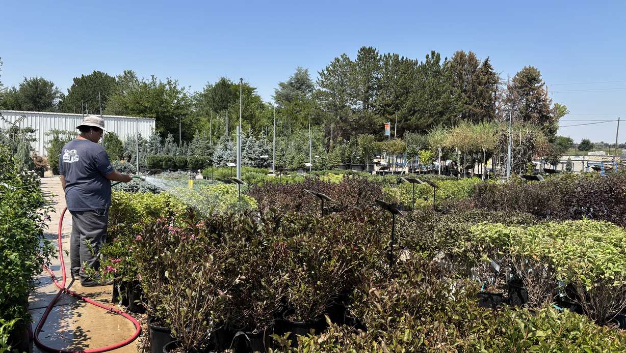 From pioneer roots to thriving nursery: The J&J Garden Center story