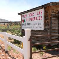 Intense summer heat takes toll on Bear Lake raspberry crop ahead of Raspberry Days