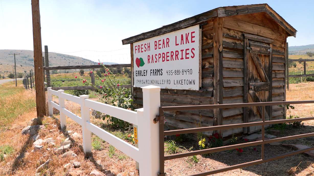 Intense summer heat takes toll on Bear Lake raspberry crop ahead of Raspberry Days