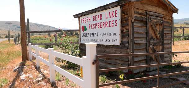 Intense summer heat takes toll on Bear Lake raspberry crop ahead of Raspberry Days