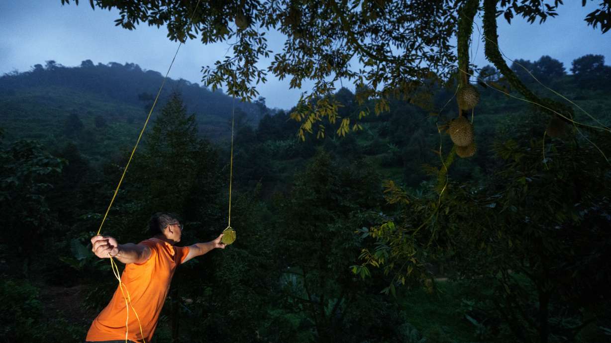 A durian harvester searches for ripe fruit in an orchard at dusk in Karak, Pahang state, Malaysia, June 23.