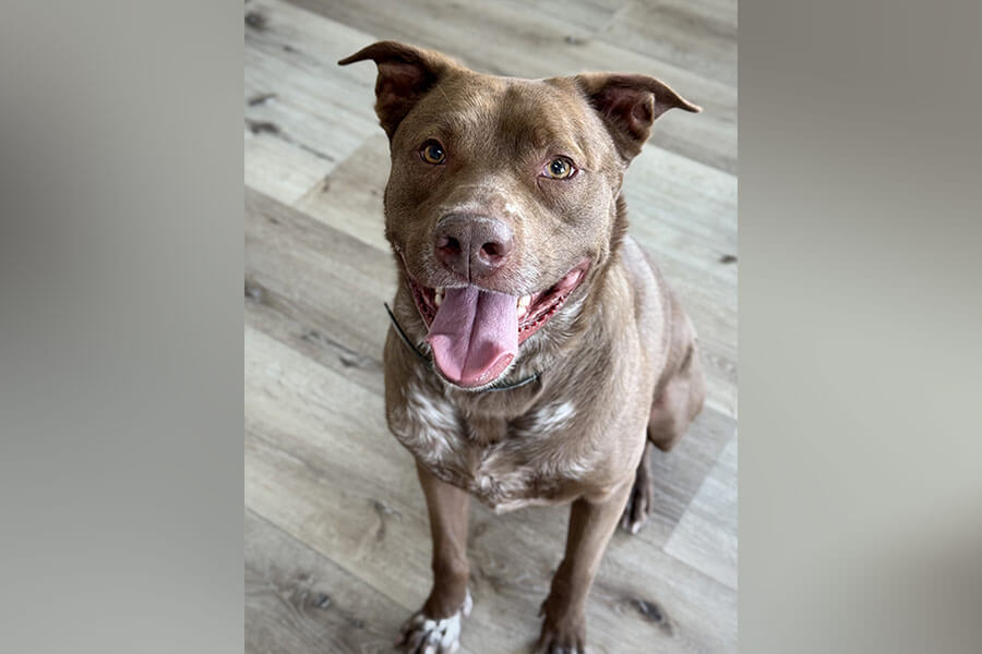 Snake River Animal Shelter in Idaho receives grant to help senior dogs