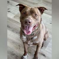 Snake River Animal Shelter in Idaho receives grant to help senior dogs