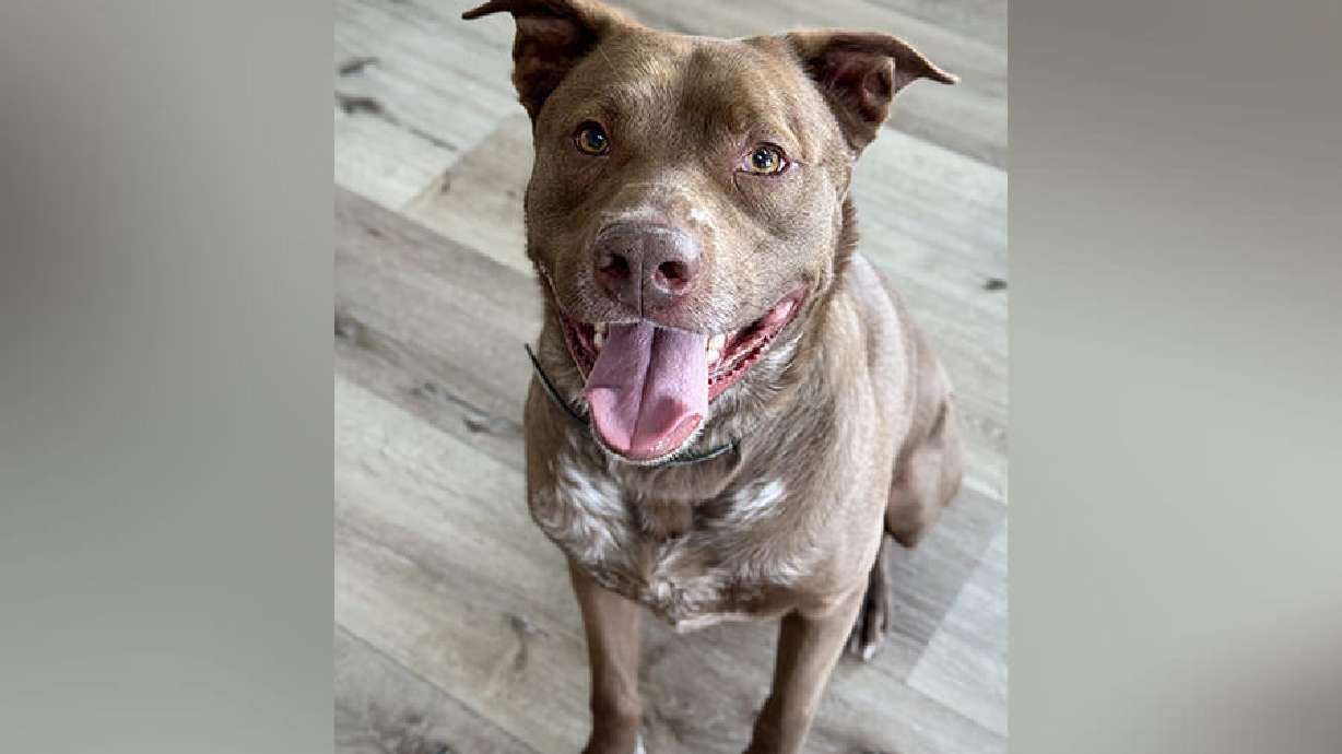 Enzo, a senior dog available for adoption at the Snake River Animal Shelter. The shelter has received new funding to help more senior dogs like Enzo stay with their families and find loving homes.