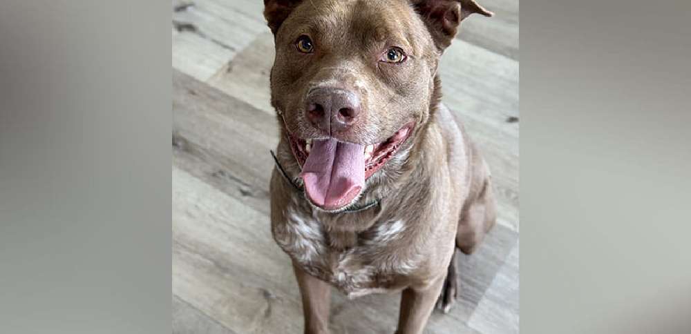 Snake River Animal Shelter in Idaho receives grant to help senior dogs