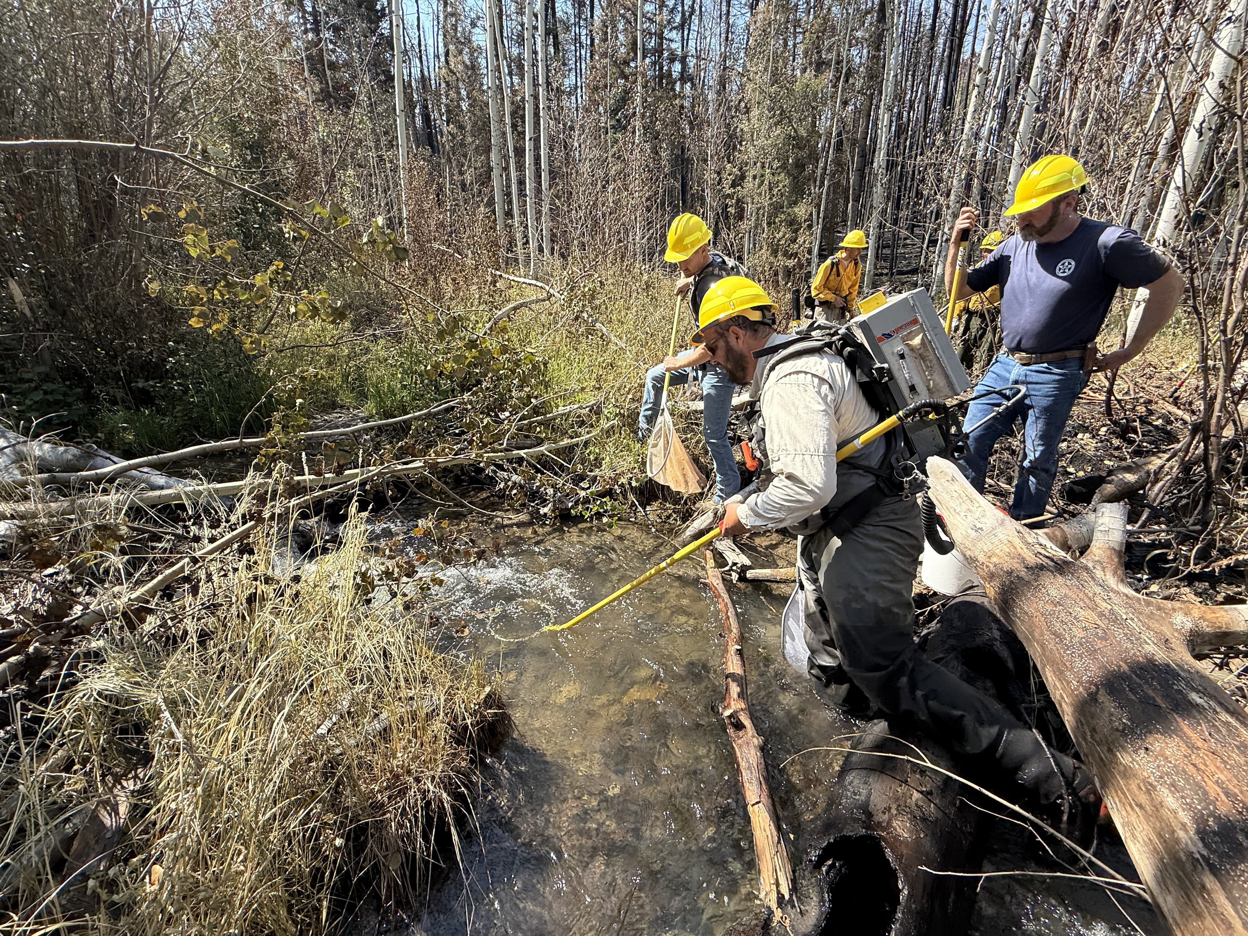Biologists rescue rare native fish from wildfire 