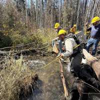 Biologists rescue rare native fish from wildfire