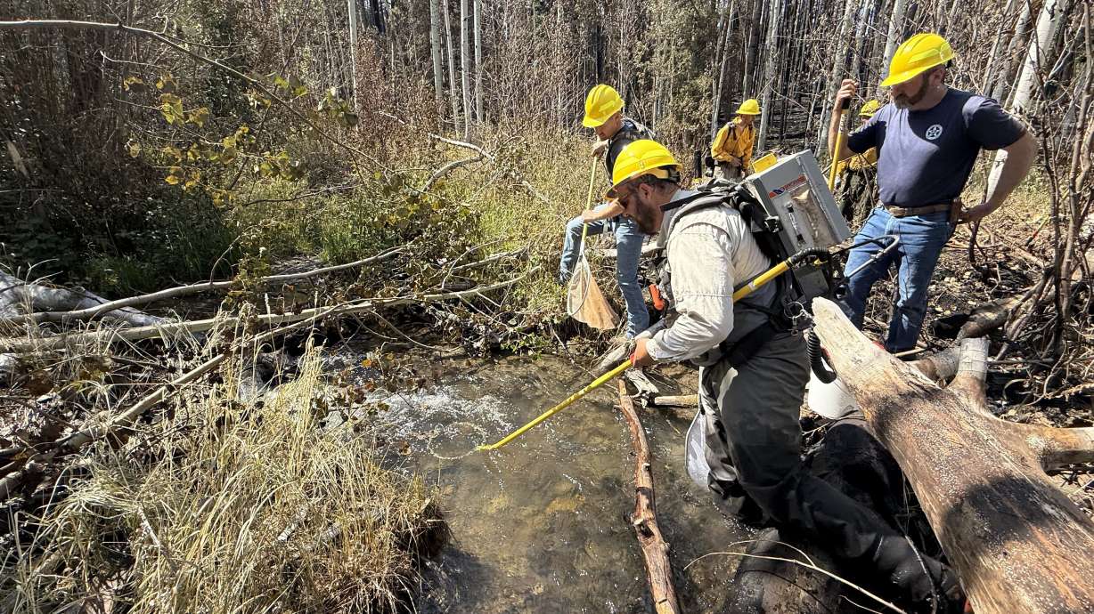 Biologists from Colorado Parks and Wildlife staging a daring rescue into the Gold Mountain Fire near Ouray and Ridgway, Colorado, on July 15, to save a unique, native cutthroat. Without incident, they pulled 103 fish from Nate Creek and successfully transferred them to a quarantined hatchery days before a monsoon would have fully destroyed their habitat.