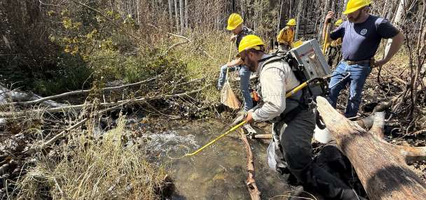 Biologists rescue rare native fish from wildfire