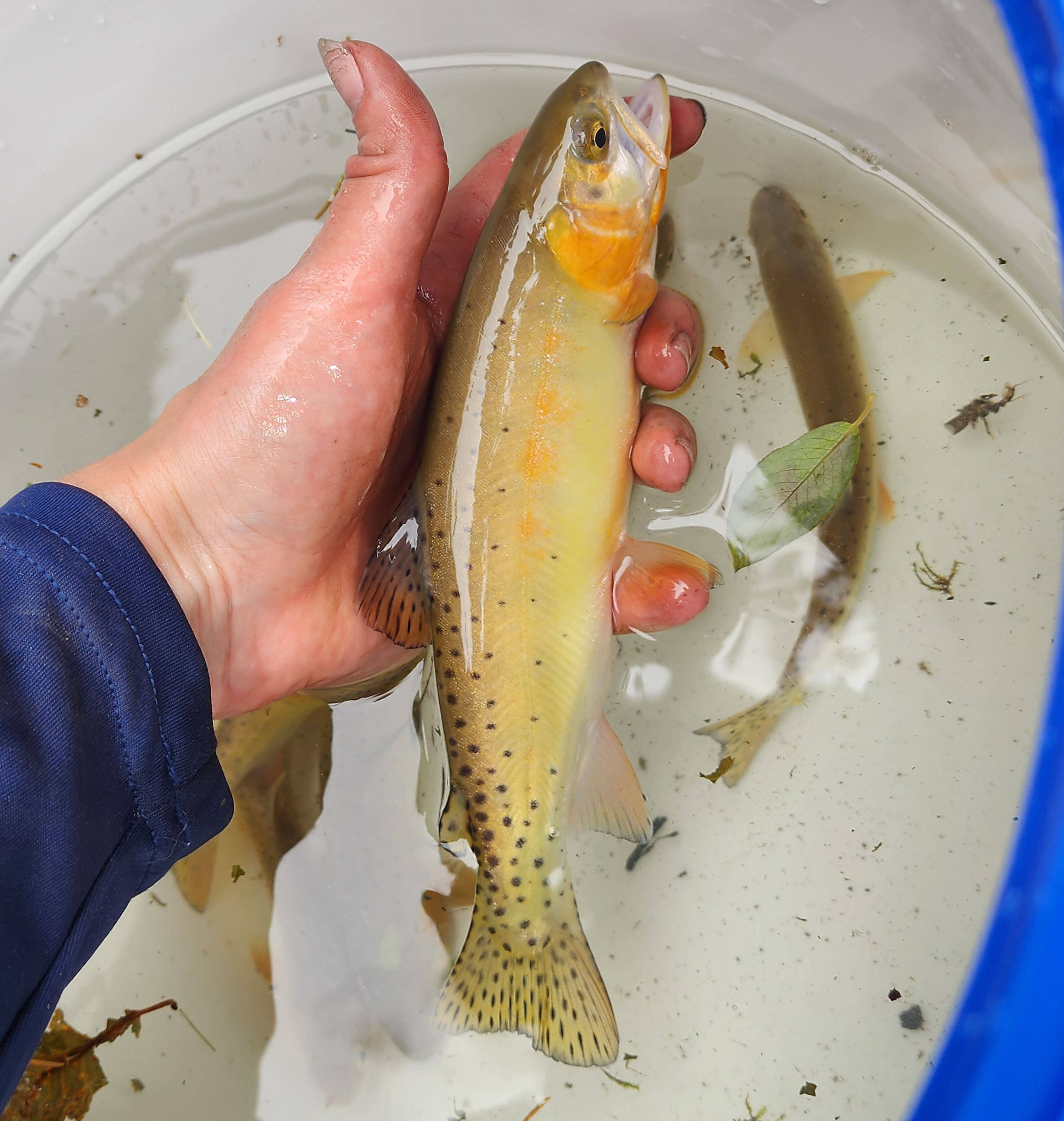 A biologist from Colorado Parks and Wildlife holds an Uncompahgre cutthroat. Over 100 of the fish were pulled from Nate Creek and successfully transferred them to a quarantined hatchery days before a monsoon would have fully destroyed their habitat.