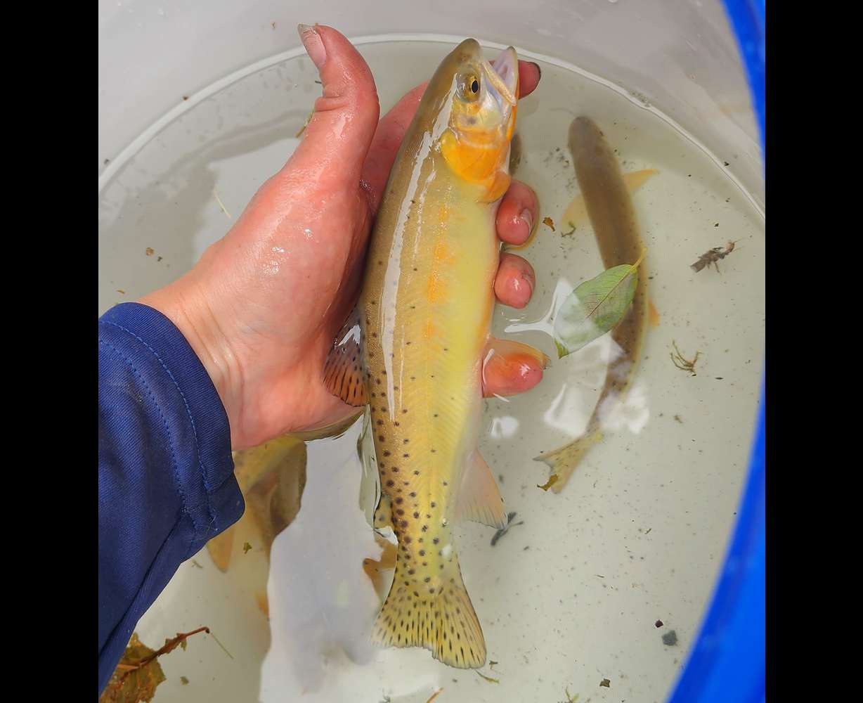 A biologist from Colorado Parks and Wildlife holds an Uncompahgre cutthroat. Over 100 of the fish were pulled from Nate Creek and successfully transferred them to a quarantined hatchery days before a monsoon would have fully destroyed their habitat.