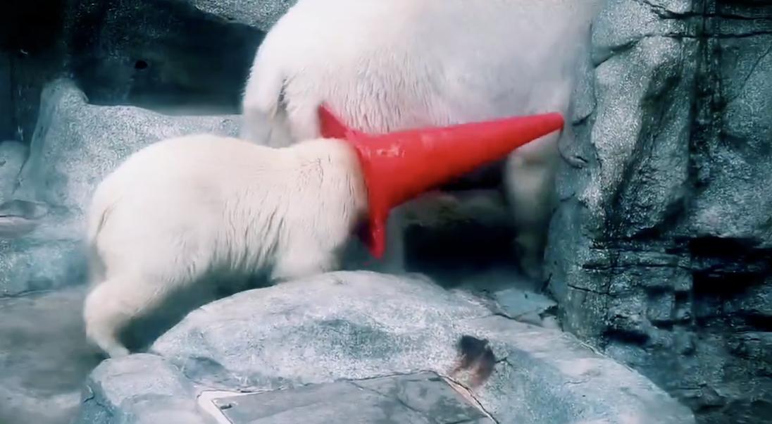 Have You Seen This? Polar bear cub plays with a traffic cone on its head