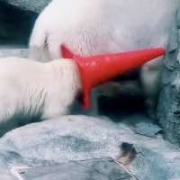 Have You Seen This? Polar bear cub plays with a traffic cone on its head