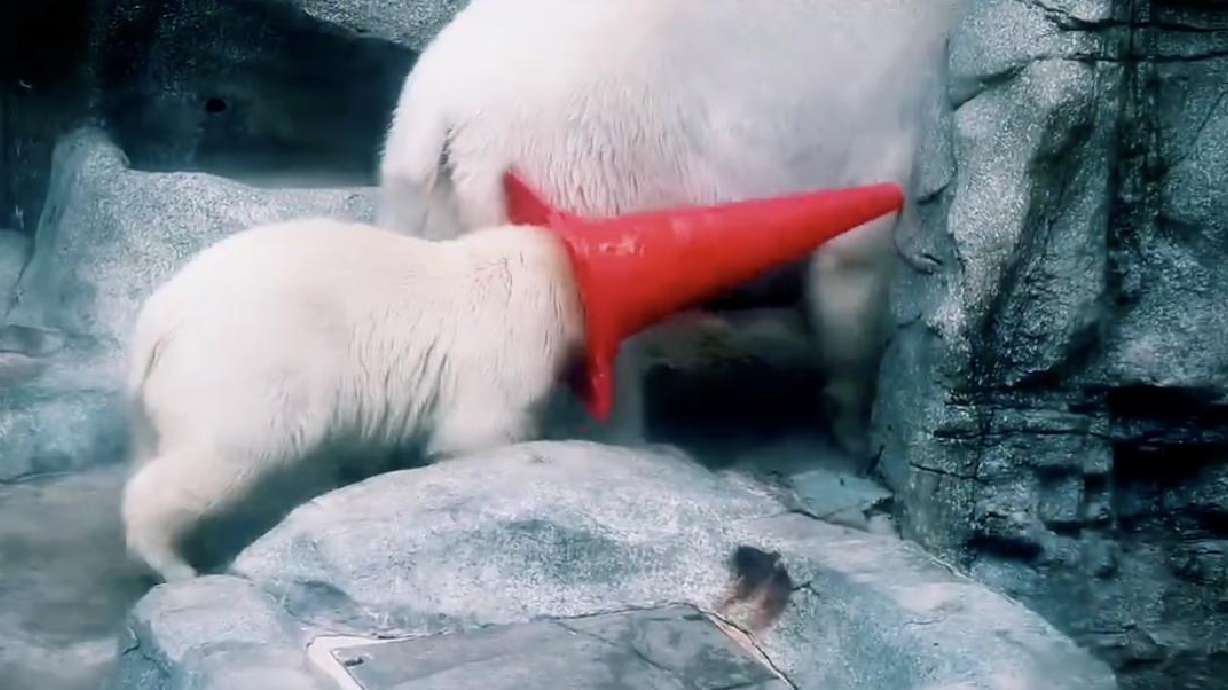 A polar bear cub named Momota plays with a traffic cone on its head at the Akita Prefectural Oga Aquarium in Oga, Japan.