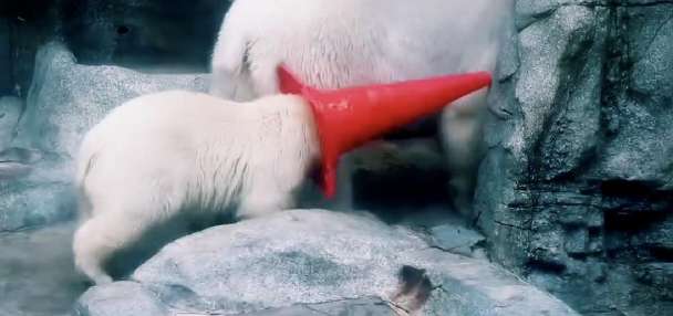 Have You Seen This? Polar bear cub plays with a traffic cone on its head