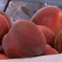 Utah farmers urge consumers to buy local fruit after freeze slashes harvest