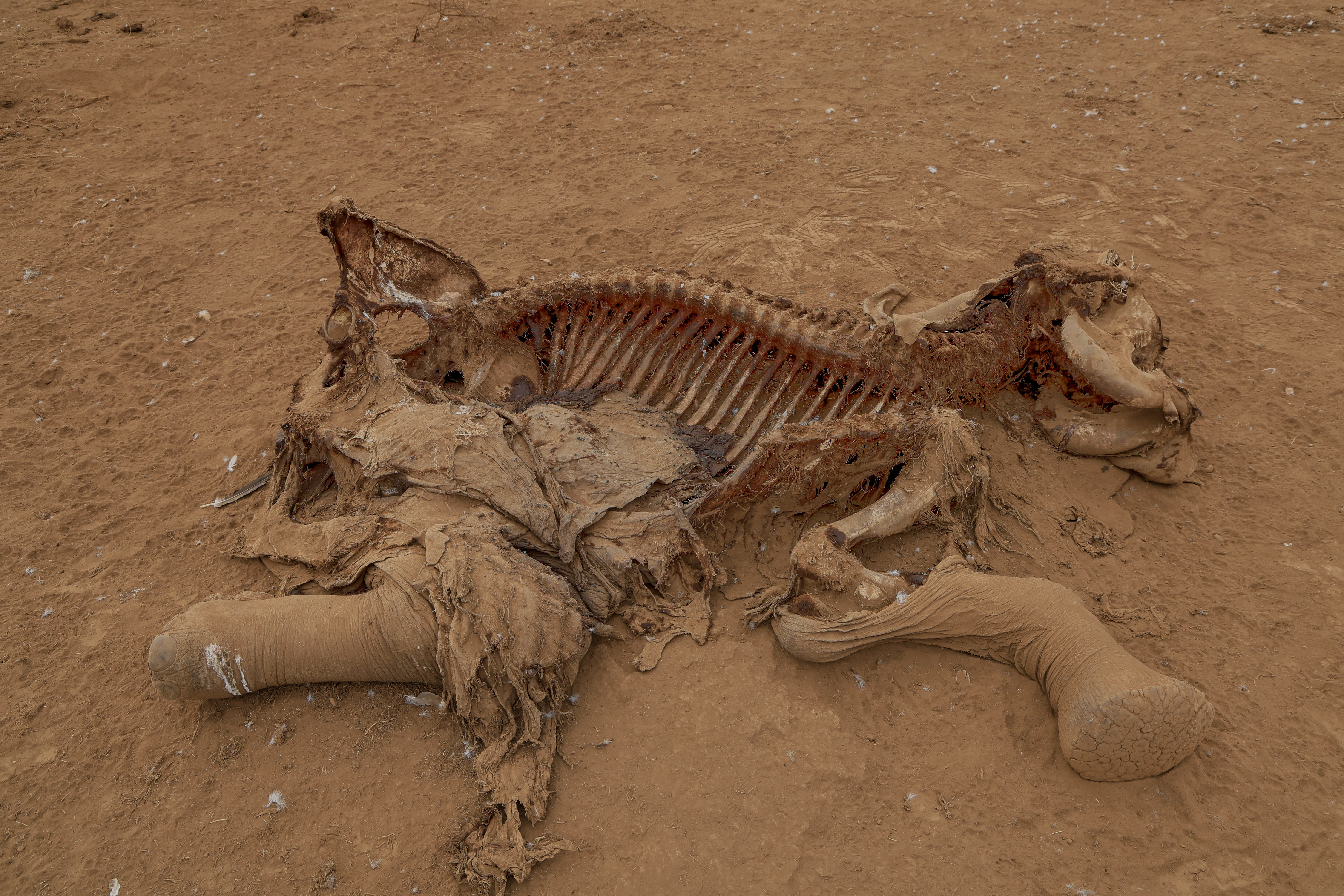 Farmers in Kenya dispute that cyanide poisoning could have killed 16 elephants
