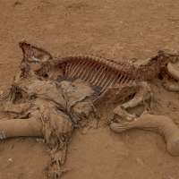 Farmers in Kenya dispute that cyanide poisoning could have killed 16 elephants