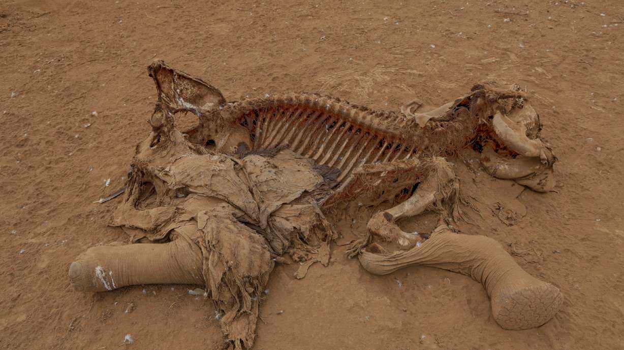 The carcass of an elephant suspected to have died from pesticide poisoning lies in the Kitenden village, on the outskirts of Amboseli National Park in Kajiado County, Kenya, on Thursday.