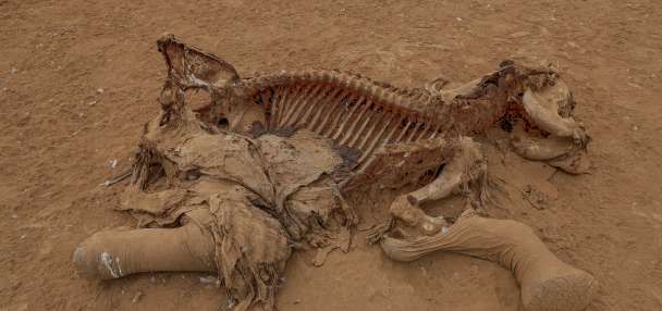Farmers in Kenya dispute that cyanide poisoning could have killed 16 elephants