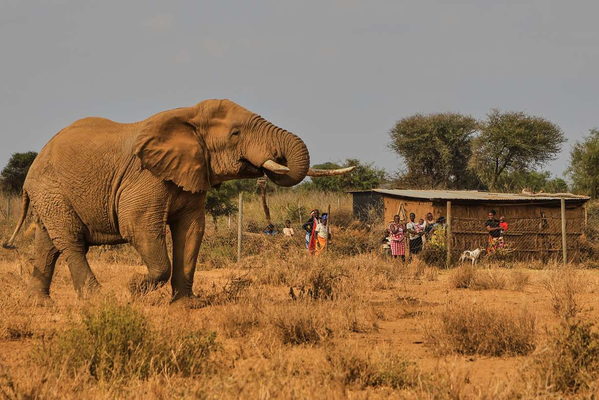 An elephant walks past a homestead in the Kitenden village, on the outskirts of Amboseli National Park in Kajiado County, Kenya, Thursday.